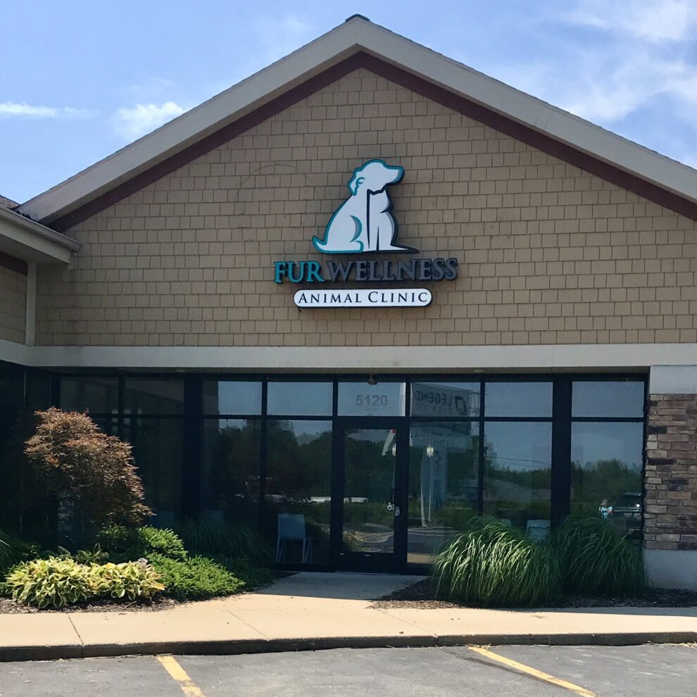 low cost animal clinic