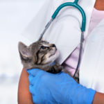 Animal Wellness Exams Grand Rapids