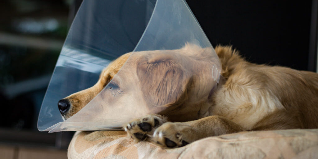affordable pet surgery