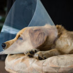 affordable pet surgery