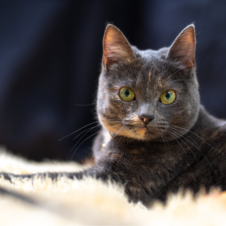 low cost vet care grand rapids