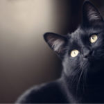 spay and neuter pet