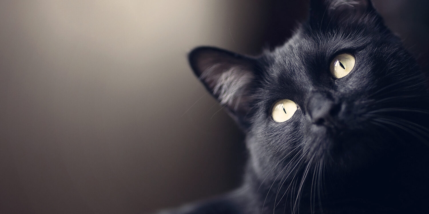 spay and neuter pet