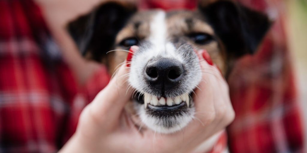 affordable dental care for dogs
