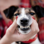 affordable dental care for dogs