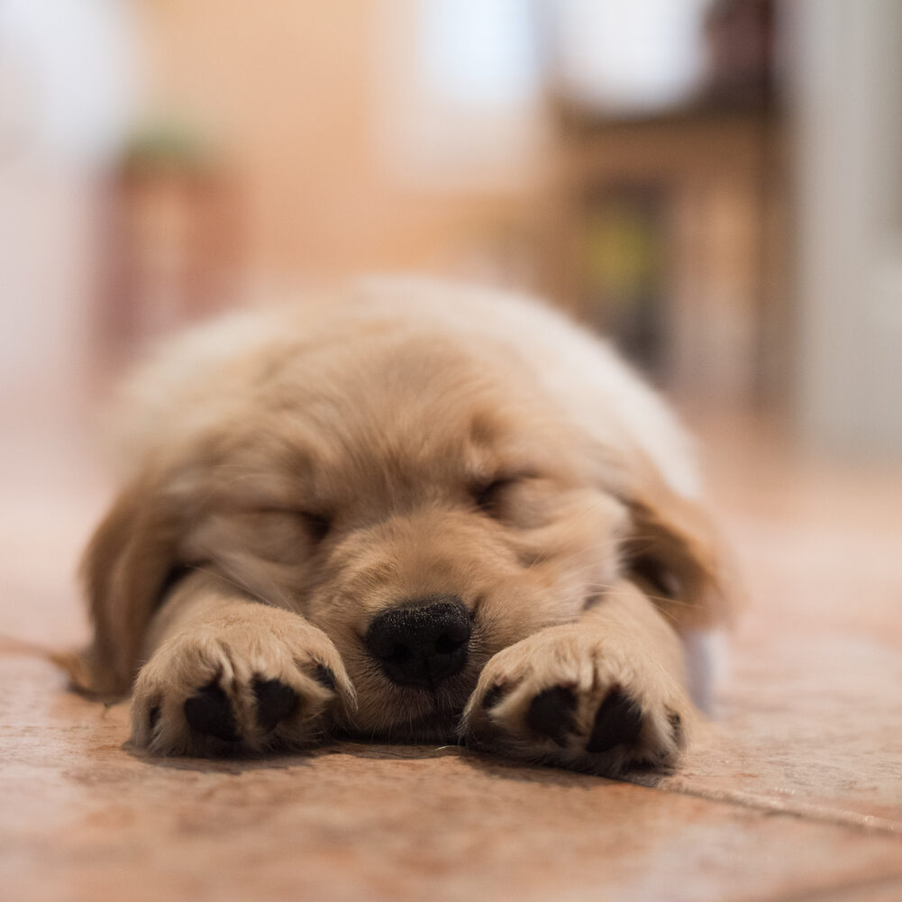 cheap vet care grand rapids
