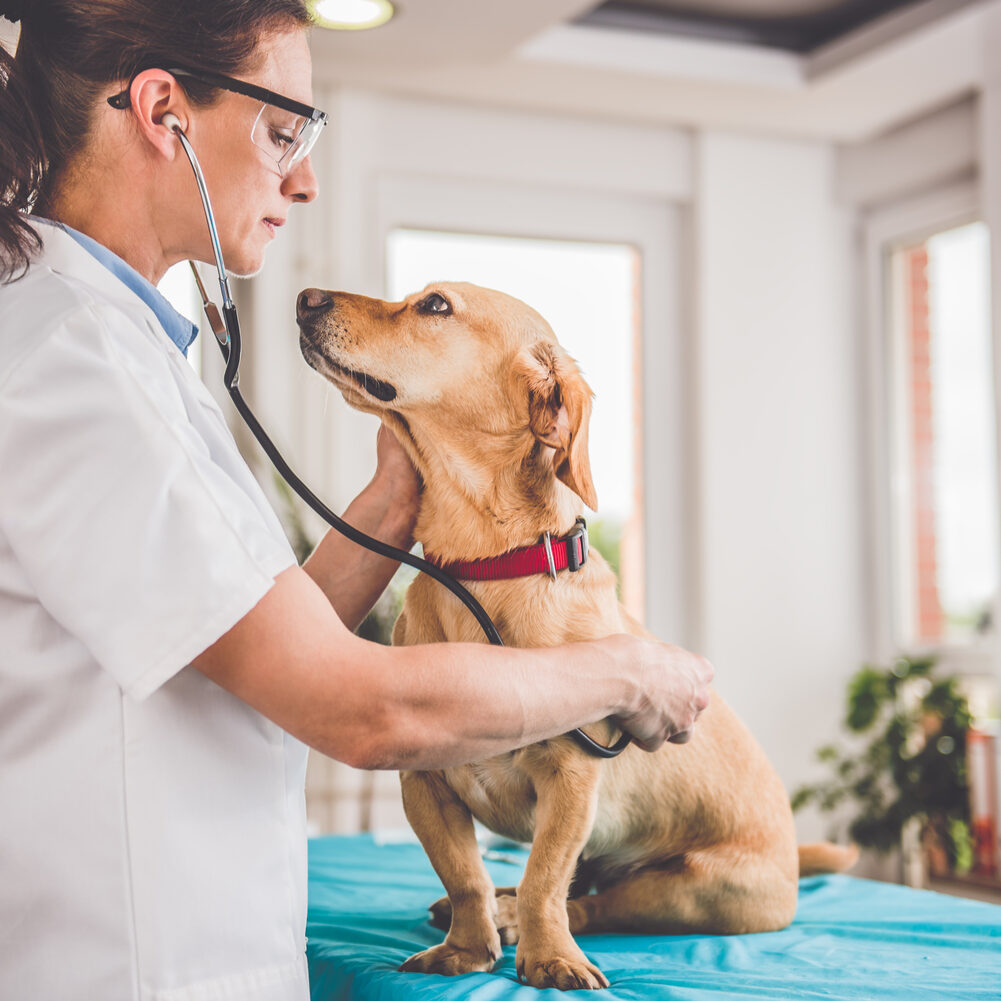 vet care grand rapids