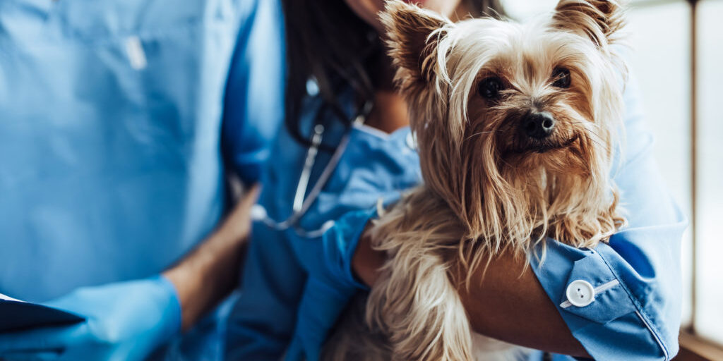 vaccinations for dog and cat