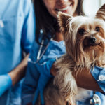 vaccinations for dog and cat
