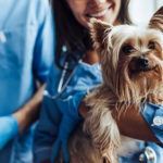 Wellness Vet Grand Rapids